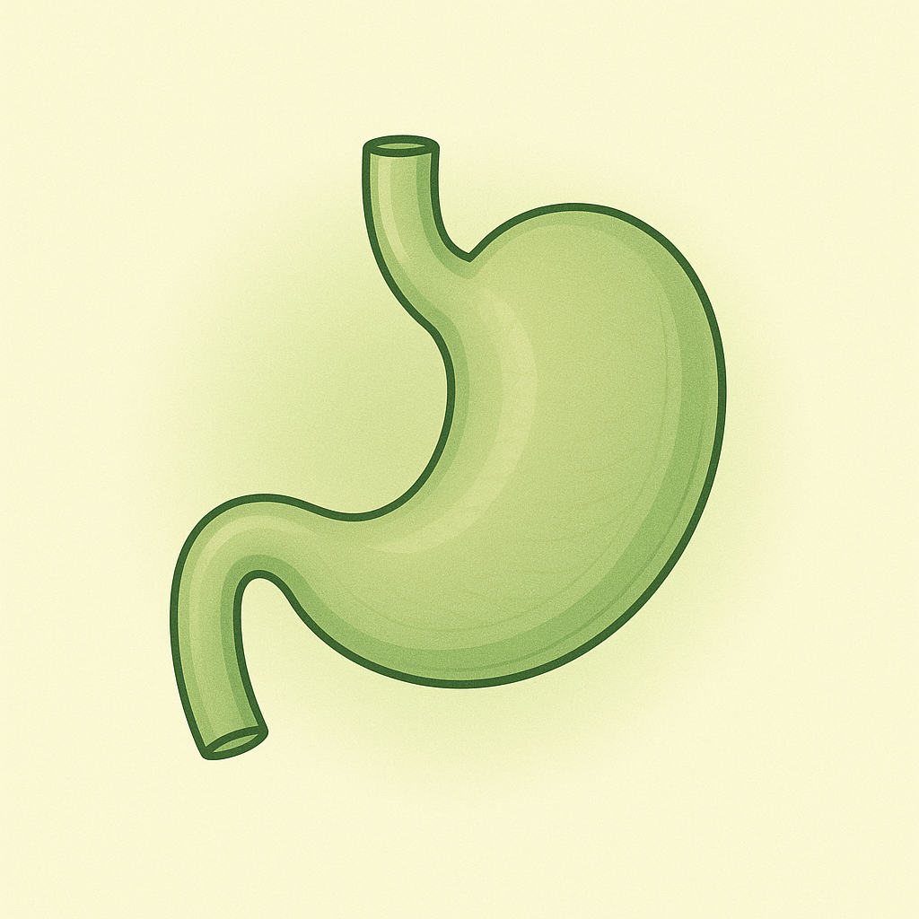 Stomach — where celery juice works